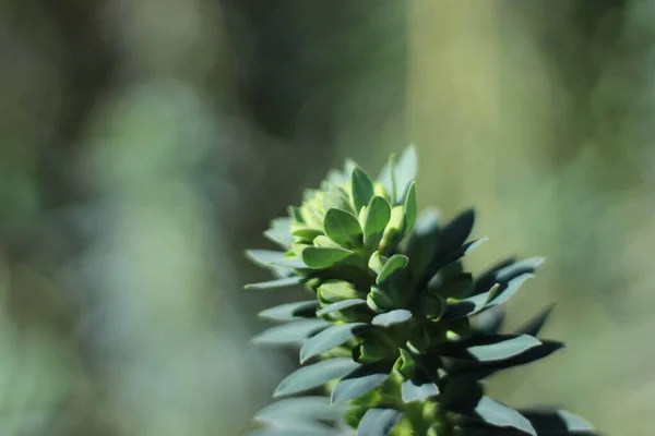 Closeup Beautiful Green Plant Garden — Foto de Stock