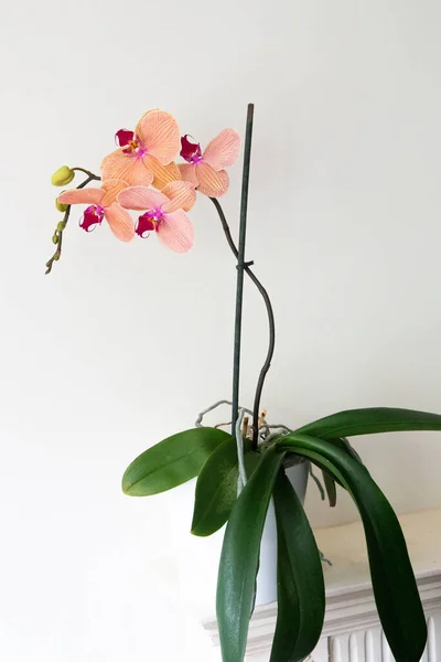 Orquídea Traça Florida Pote — Fotografia de Stock