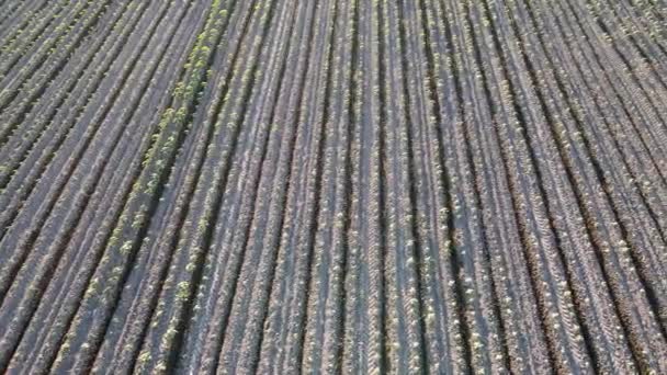 Luchtfoto Van Rijstplantages Zonnige Dag — Stockvideo