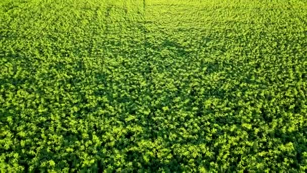 Aerial View Rice Plantations Sunny Day — Stock Video