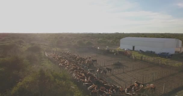 Widok Lotu Ptaka Zagrodę Dla Bydła Mnóstwem Krów Gospodarstwem Obok — Wideo stockowe