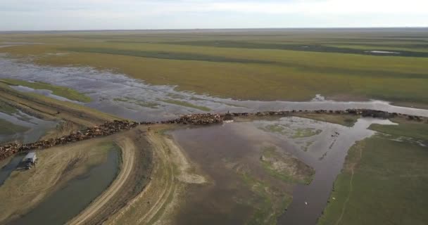 Пасти Полі Аргентині Сотні Корів — стокове відео