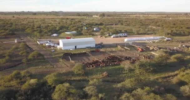 Luftaufnahme Eines Rindergeheges Mit Vielen Kühen Und Dem Bauernhof Daneben — Stockvideo