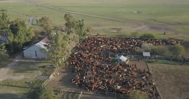 Luftaufnahme Eines Rindergeheges Mit Vielen Kühen Und Dem Bauernhof Daneben — Stockvideo