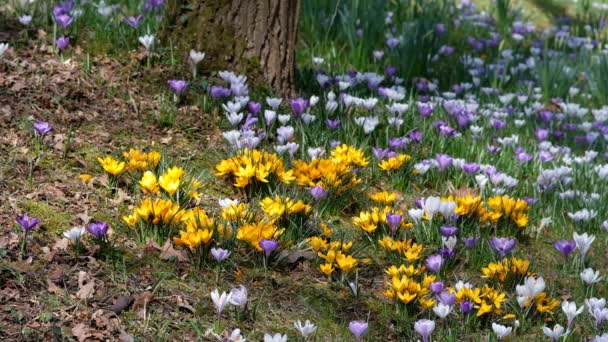 Piękne Krokusy Rosnące Łące Letni Słoneczny Dzień — Wideo stockowe