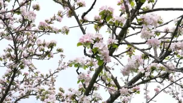 Cherry Tree Branches Beautiful Flowers Sky Background Close Spring Concept — Stock Video