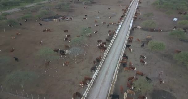 Aerial View Cattle Feedlot — Stock Video
