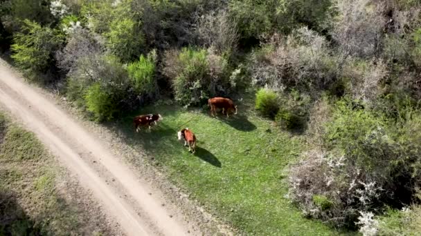 Eine Luftaufnahme Von Drei Braunen Kühen Die Einem Sonnigen Tag — Stockvideo