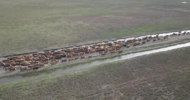 Herding Hundreds Cows Field Argentina — Stock Video