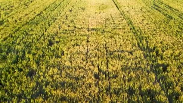 Aerial View Rice Plantations Sunny Day — Vídeo de stock