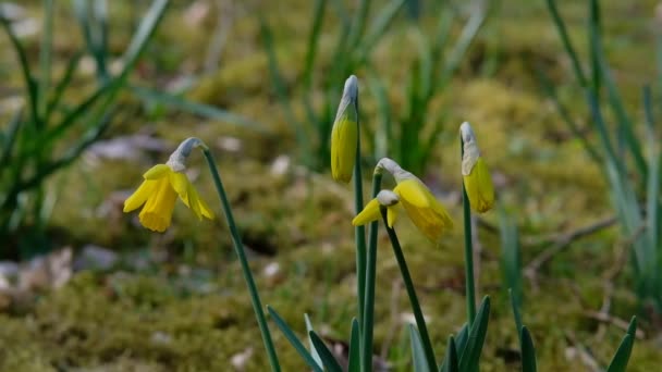 Beautiful Daffodils Growing Meadow Summer Sunny Day — Vídeos de Stock