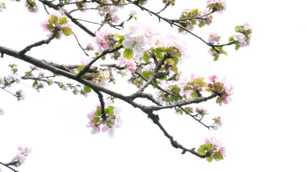 Cherry Tree Branches Beautiful Flowers Sky Background Close Spring Concept — 图库视频影像