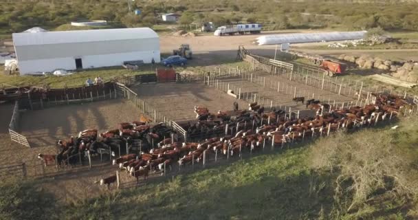 Widok Lotu Ptaka Zagrodę Dla Bydła Mnóstwem Krów Gospodarstwem Obok — Wideo stockowe