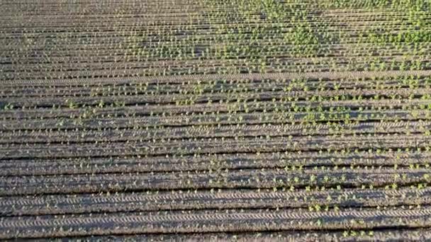 Aerial View Rice Plantations Sunny Day — Vídeos de Stock