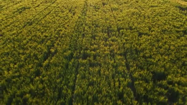 Güneşli Bir Günde Pirinç Tarlalarının Hava Manzarası — Stok video