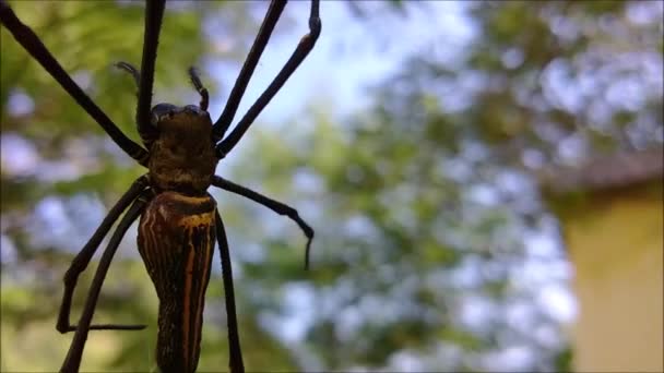 Filmmaterial Einer Spinne Beim Nähen Eines Netzes — Stockvideo