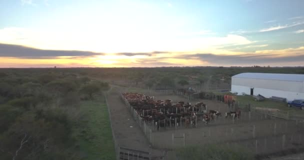 在阿根廷恩特雷里奥斯市 一个牲畜畜栏的空中景观 旁边有许多奶牛和农场 — 图库视频影像
