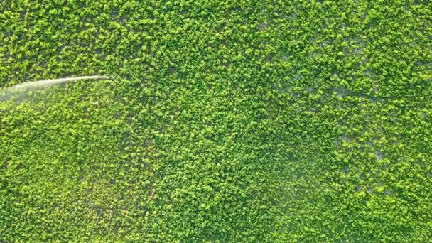 Luchtfoto Van Rijstplantages Zonnige Dag — Stockvideo