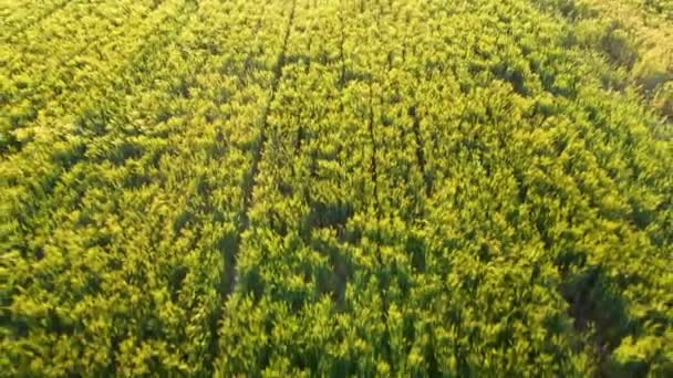 Güneşli Bir Günde Pirinç Tarlalarının Hava Manzarası — Stok video