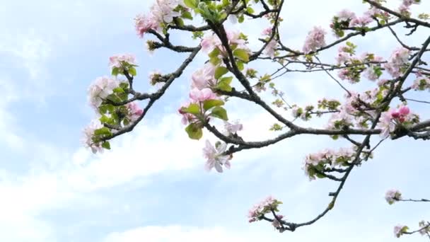 Гілки Вишневого Дерева Красивими Квітами Фоні Неба Крупним Планом Весняна — стокове відео