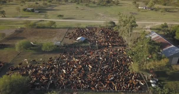 Luftaufnahme Eines Rindergeheges Mit Vielen Kühen Und Dem Bauernhof Daneben — Stockvideo