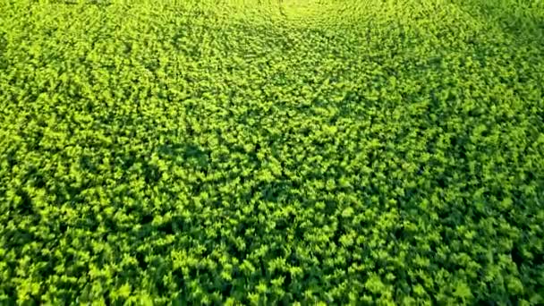 Aerial View Rice Plantations Sunny Day — Stock Video