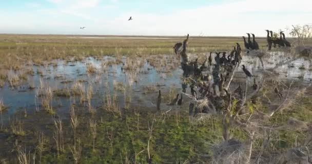 Flygfoto Bigua Bon Trädet Var Fullt Biguafåglar Som Väntade Att — Stockvideo