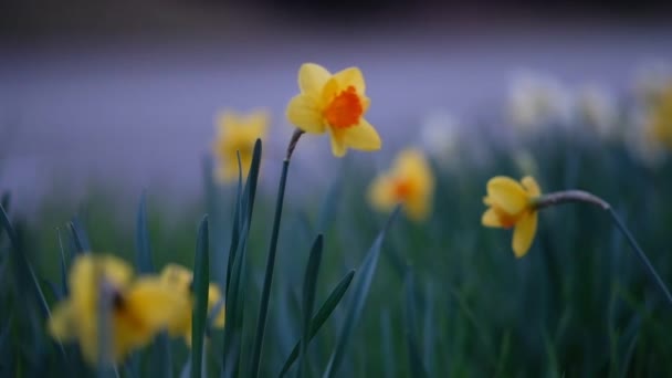 Beautiful Daffodils Growing Meadow Summer Sunny Day — Vídeos de Stock