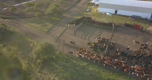 Aerial View Cattle Corral Lot Cows Farm Entre Rios Argentina — Stock Video