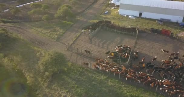 Luftaufnahme Eines Rindergeheges Mit Vielen Kühen Und Dem Bauernhof Daneben — Stockvideo