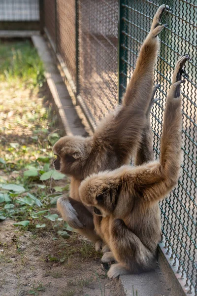 Vertical Shot Couple Gibbons Holding Metal Mesh Cage Captivity — Stock Photo, Image