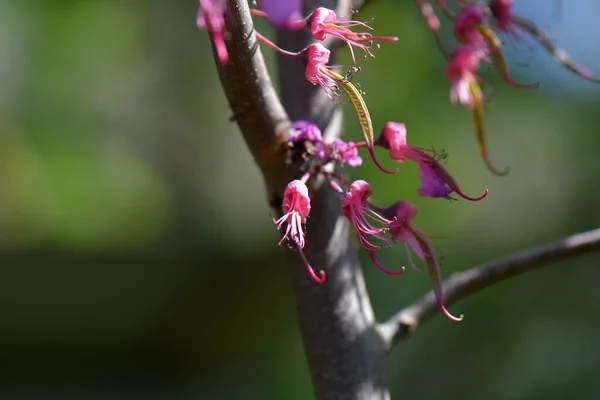 Tiro Seletivo Foco Judastree Com Flores Cor Rosa — Fotografia de Stock