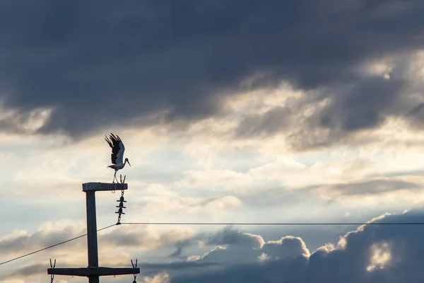 Beautiful Shot Stork Lifted Wings Electric Post Gloomy Sky — Stock Photo, Image