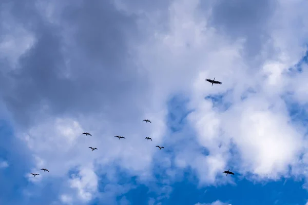 Nízký Úhel Záběru Hejna Létajících Červených Mušlí Proti Zatažené Obloze — Stock fotografie