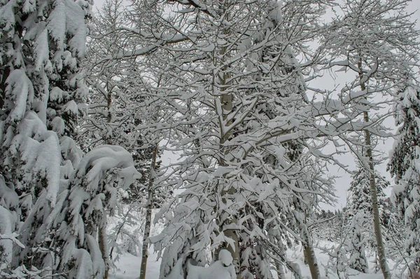 Een Close Opname Van Een Boom Bedekt Met Sneeuw Winter — Stockfoto