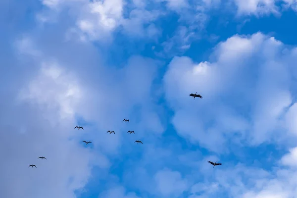 Low Angle Shot Flock Flying Ruddy Shelducks Cloudy Sky — Stock Photo, Image