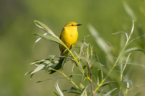 Een Schattige Gele Vogel Een Tak Van Een Boom — Stockfoto