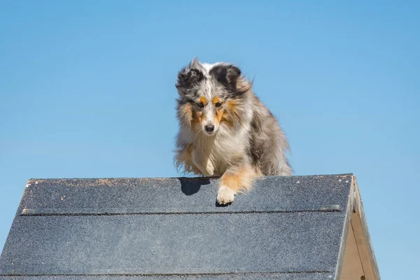 Cane Pastore Delle Shetland Scavalca Frame — Foto Stock