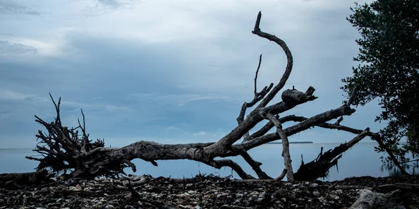 Närbild Ett Rotad Träd Vid Strand Molnig Himmel — Stockfoto