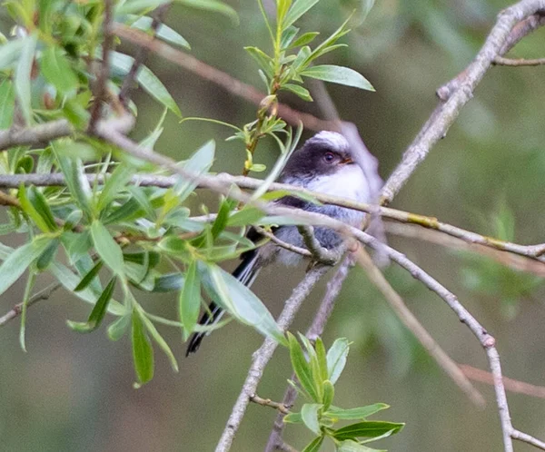 Oiseau Mignon Derrière Les Branches Arbre — Photo