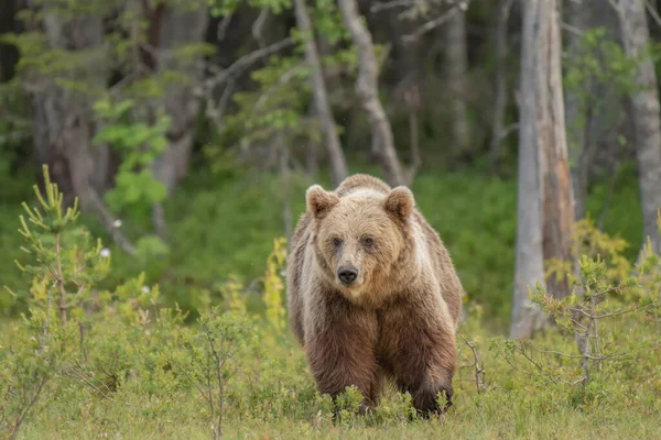 Dois Filhotes Urso Marrom Brincando Meio Grama Algodão Pântano Finlandês — Fotografia de Stock