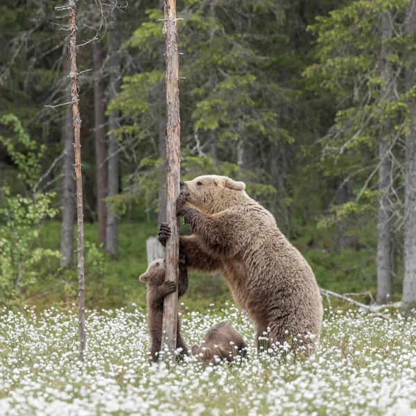 Oso Madre Sus Tres Cachorros Medio Hierba Algodón Pantano Finlandés — Foto de Stock