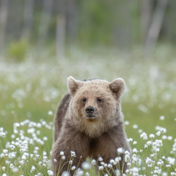 一只棕熊 Ursus Arctos 在棉花草坪中央的一个芬兰沼泽上行走 — 图库照片