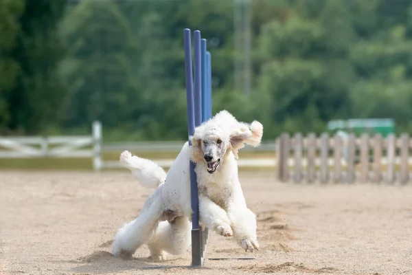 Barboncino Standard Che Slalom Corso Agilità Cani — Foto Stock