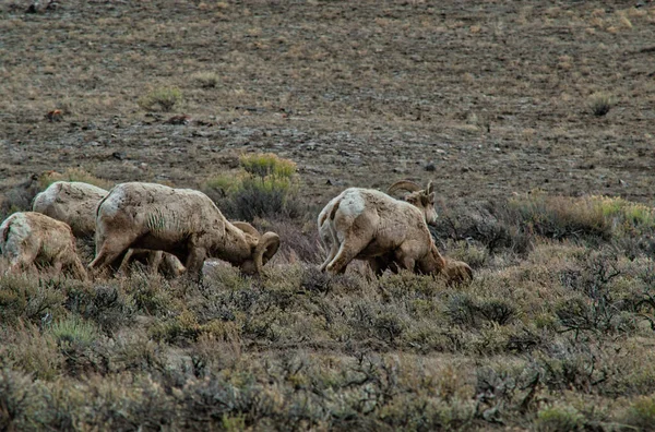 Grupo Ciervos Pastando Campo Seco —  Fotos de Stock