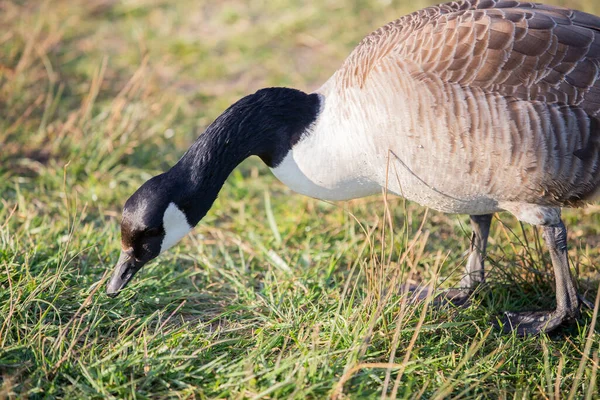 Kanada Gås Utfodring Ett Fält — Stockfoto