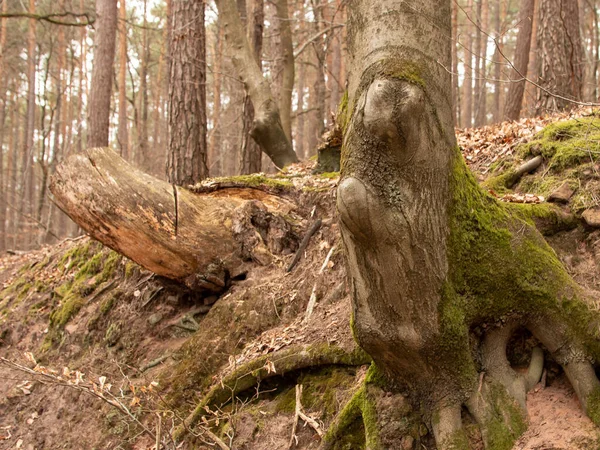 Ormandaki Yosunlarla Kaplı Eski Ağaç Köklerini Yakından Çek — Stok fotoğraf