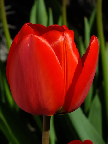 Крупный План Красного Тюльпана Выращенного Саду — стоковое фото
