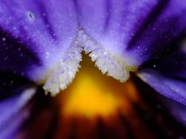 Una Macro Toma Una Flor Púrpura —  Fotos de Stock