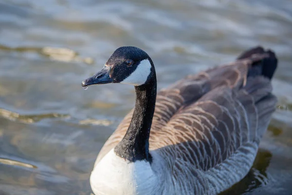 Nahaufnahme Einer Kanadagans Auf Einem See — Stockfoto